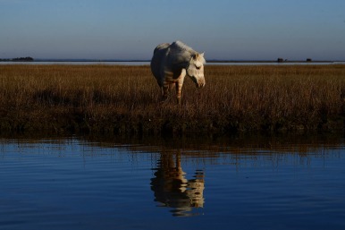 HM Place Feature: Matt McClain, Washington Post---A wild pony is seen at Chincoteague National Wildlife Refuge on Wednesday December 19, 2018 in Accomack County, VA. Several of the ponies at Chincoteague National Wildlife Refuge have contracted "swamp cancer" or pythiosis.